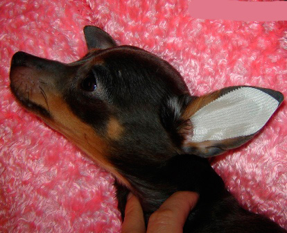 Când urechile sunt uscate, lipiți designul în urechea câinelui, așa cum se arată în fotografie, și lămâiați-l cu grijă