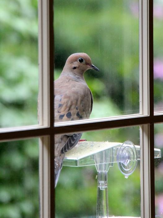 Если голубь стучит в окно, к сожалению это означает беду, а точнее смерть